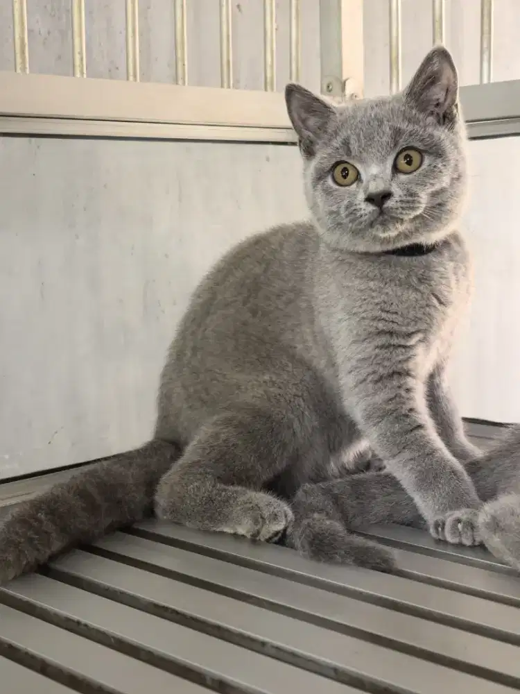Kucing BSH Jantan Betina 3blnan
