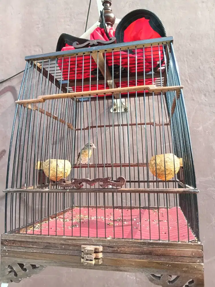 Redsiskin jantan usia  3/4 bulan jantan dan terima tt burung lain ajuk