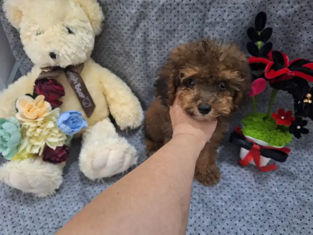 Dijual anakan poodle