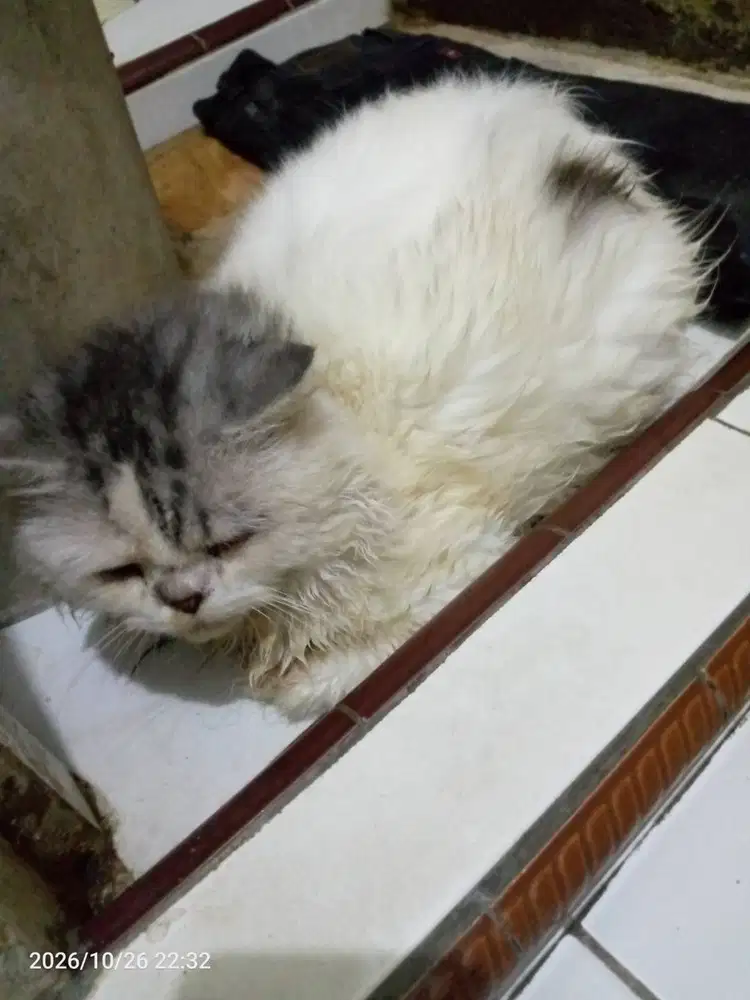 Di jual kucing Persia tanpa surat secepatnya