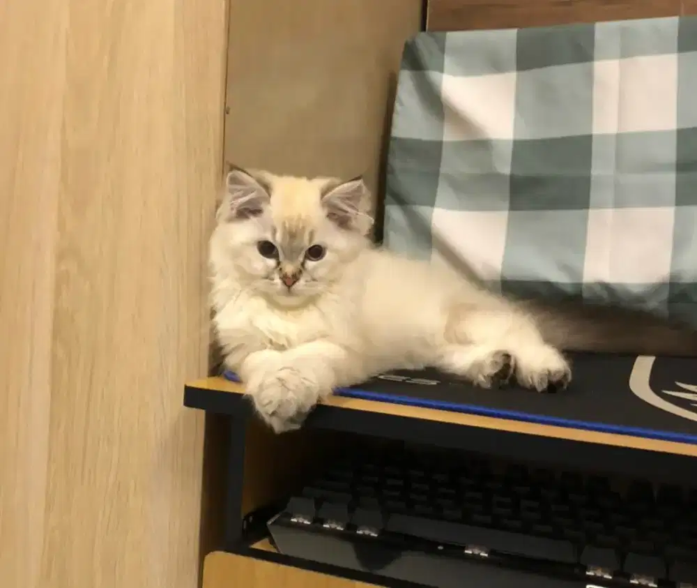 Ragdoll betina bandung