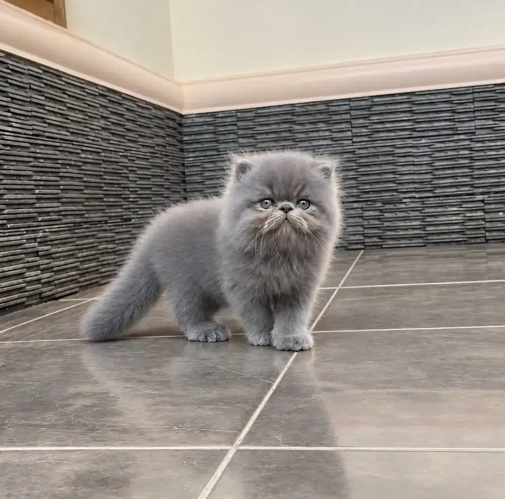 Kucing Peria LH  scotish fold