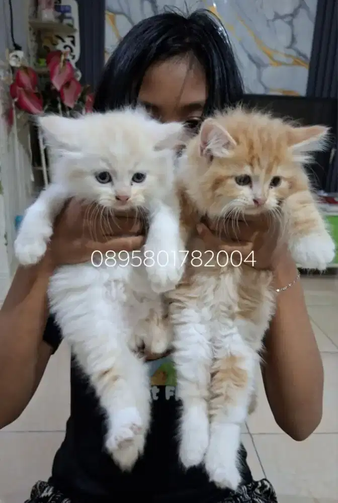 Anak kucing jantan/kitten persia jantan/kucing  persia jantan