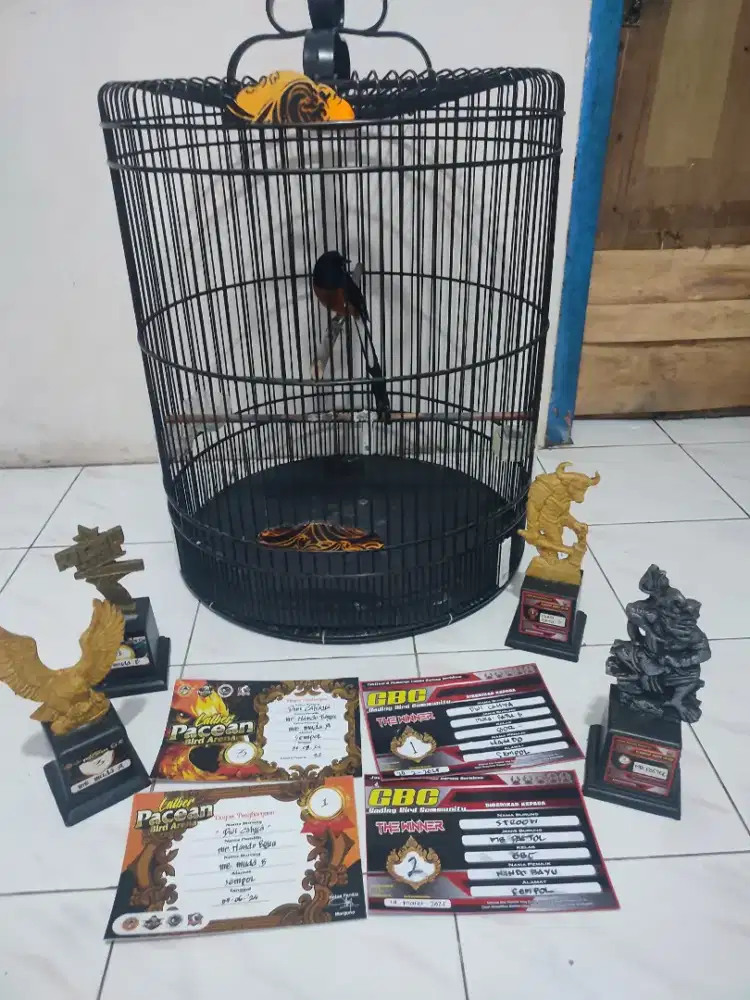 Burung murai batu X lomba