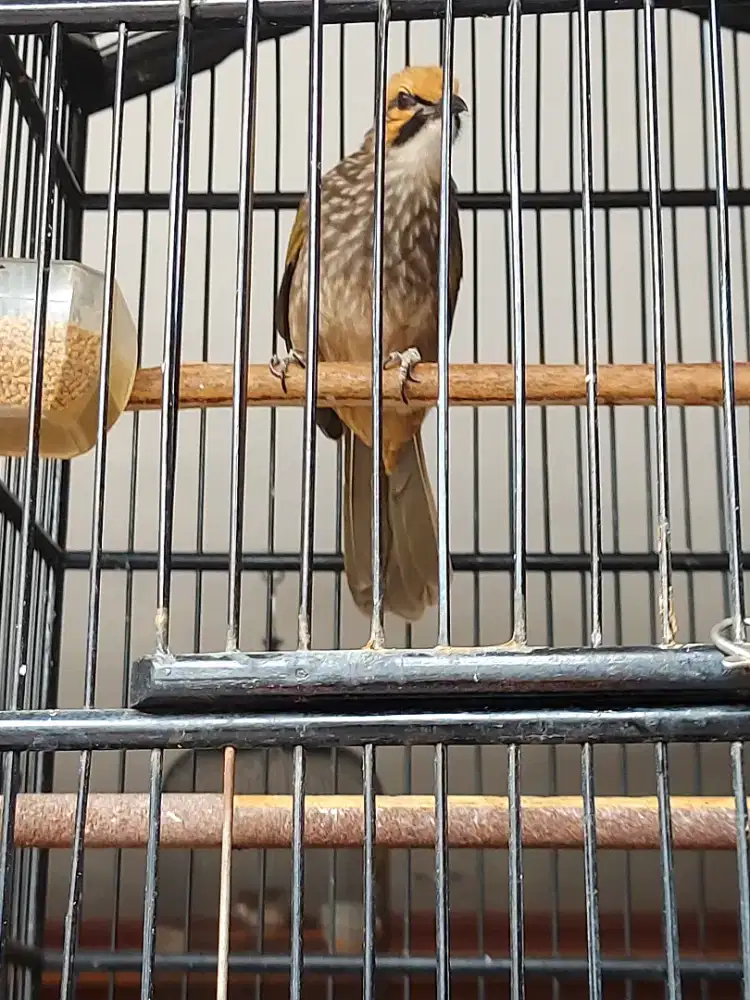 burung cucak rowo