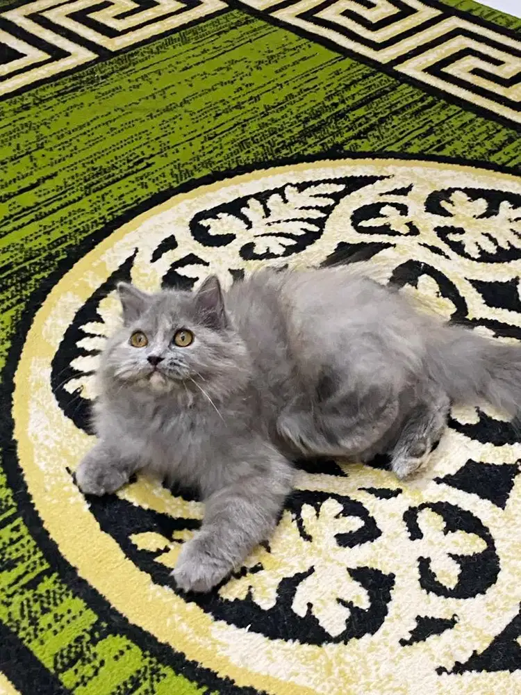 British longhair mix betina 3,5bln