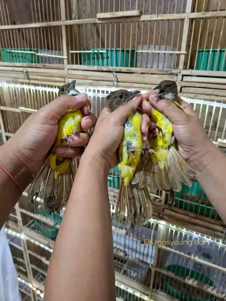 cucak jenggot lokal jawa