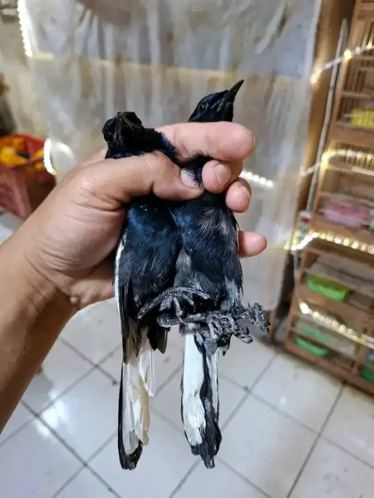 kacer dahit/daput bahan