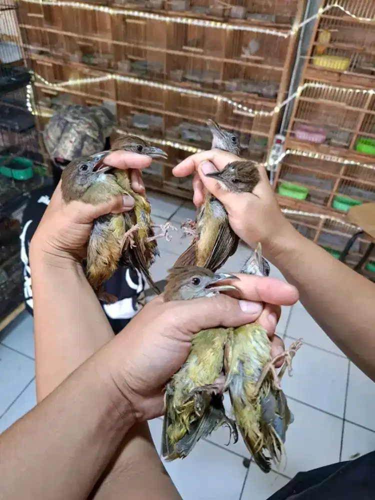 kapas tembak bahan
