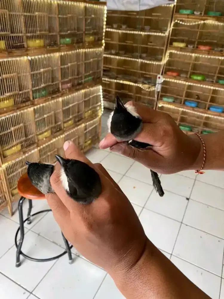 cendet madura bahan purtotal