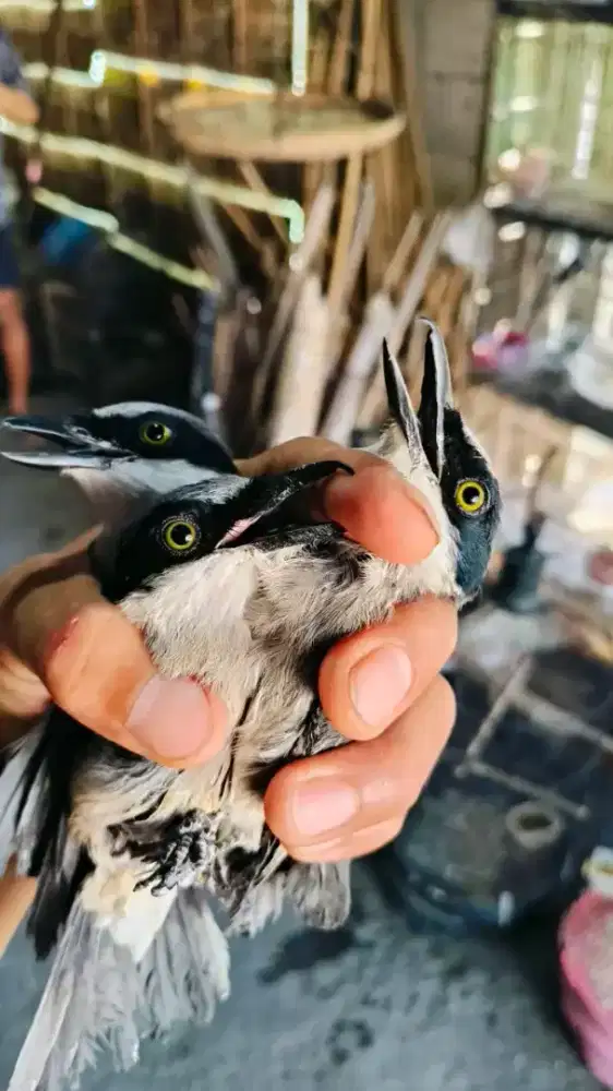 jinjing petulak kalimantan bahan