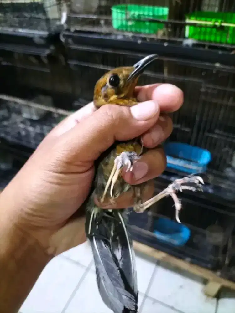 trotol anis merah garansi jantan
