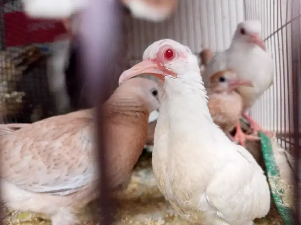 Ready Tekukur Kremino mm, Albino mm