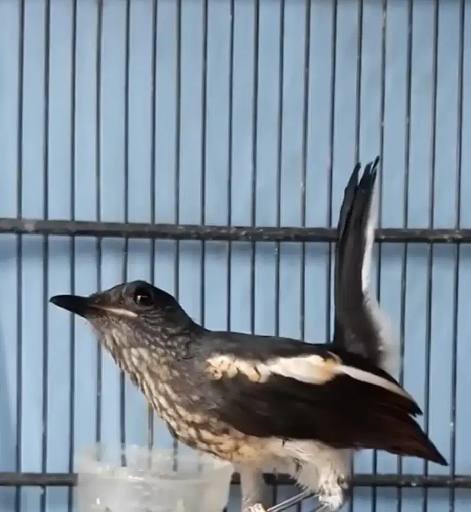 Burung kacer trotol