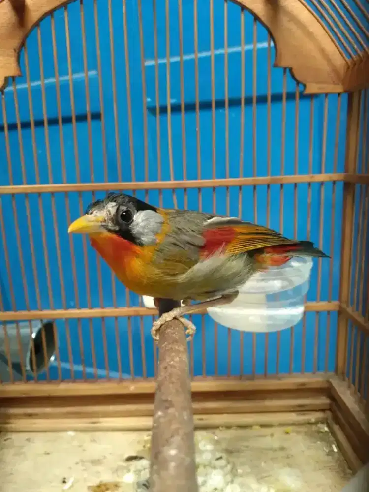 robinn/pancawarrna jantan import