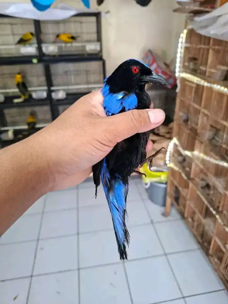 cucak biru bahan purtotal