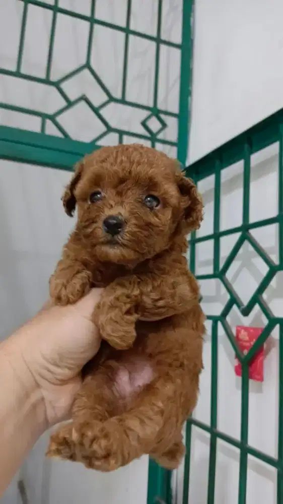 Anjing poodle puppy