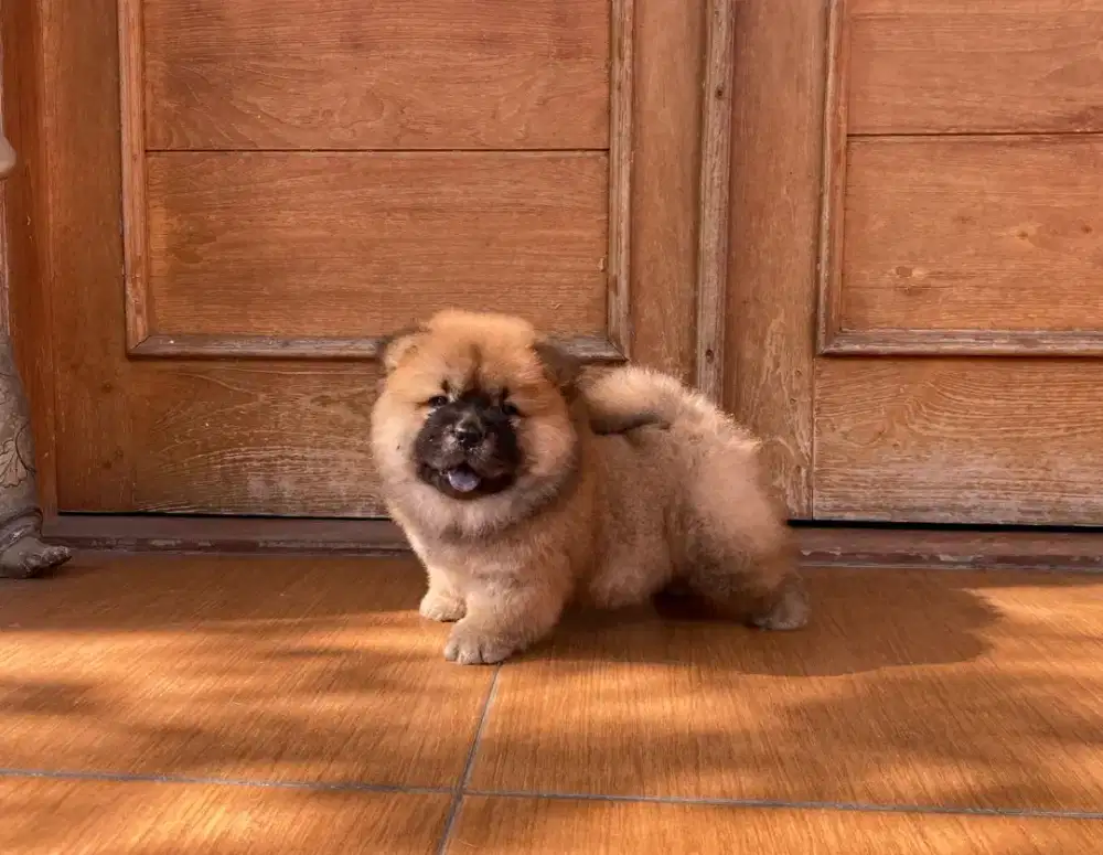 Chow chow ,dob 05 sept 2026,female