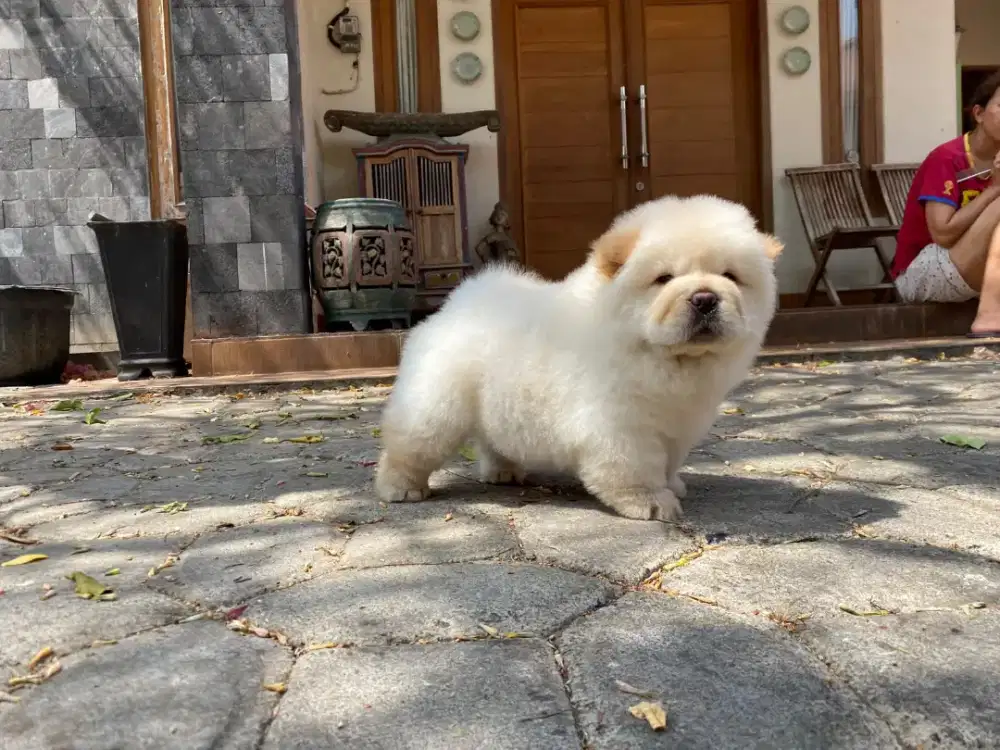 Chow chow,all male
