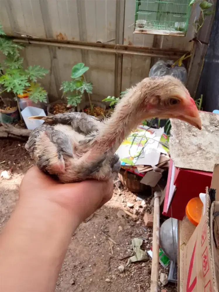 Anak ayam Bangkok jantan