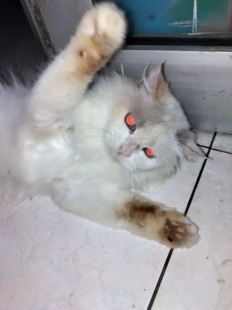 KUCING BETINA (USIA 6 BULAN)