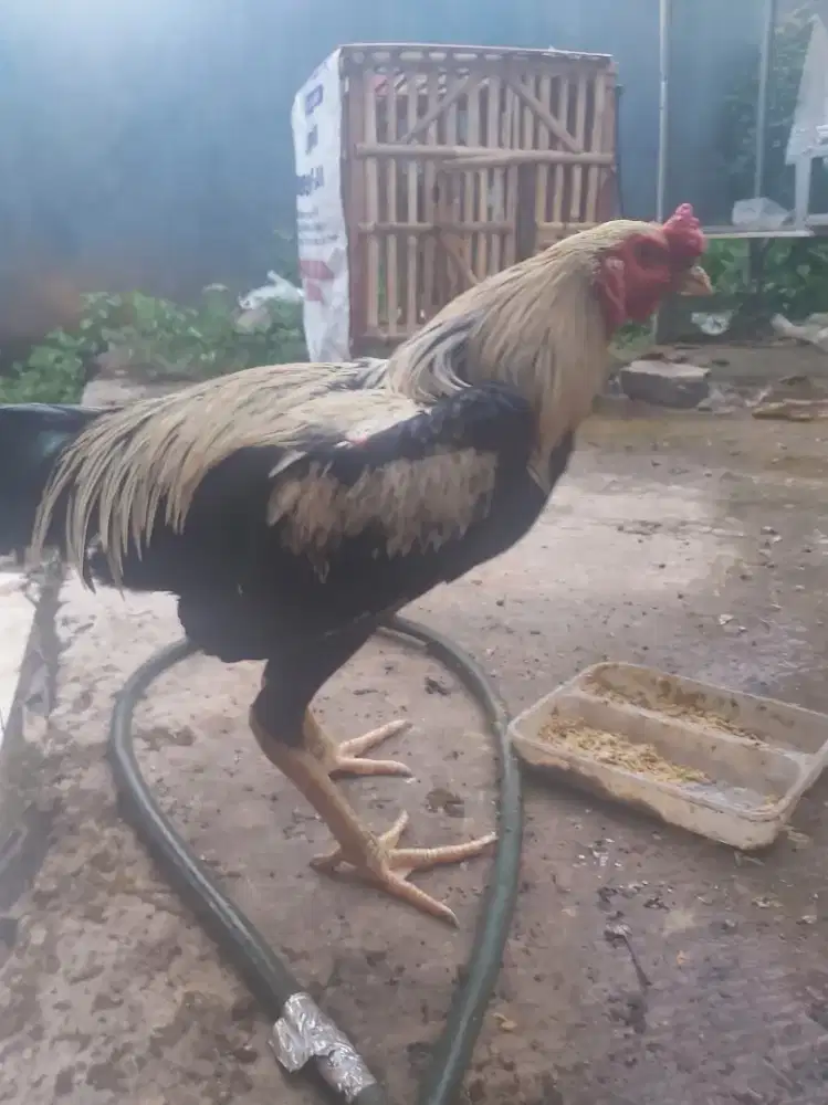 Ayam Bangkok jantan