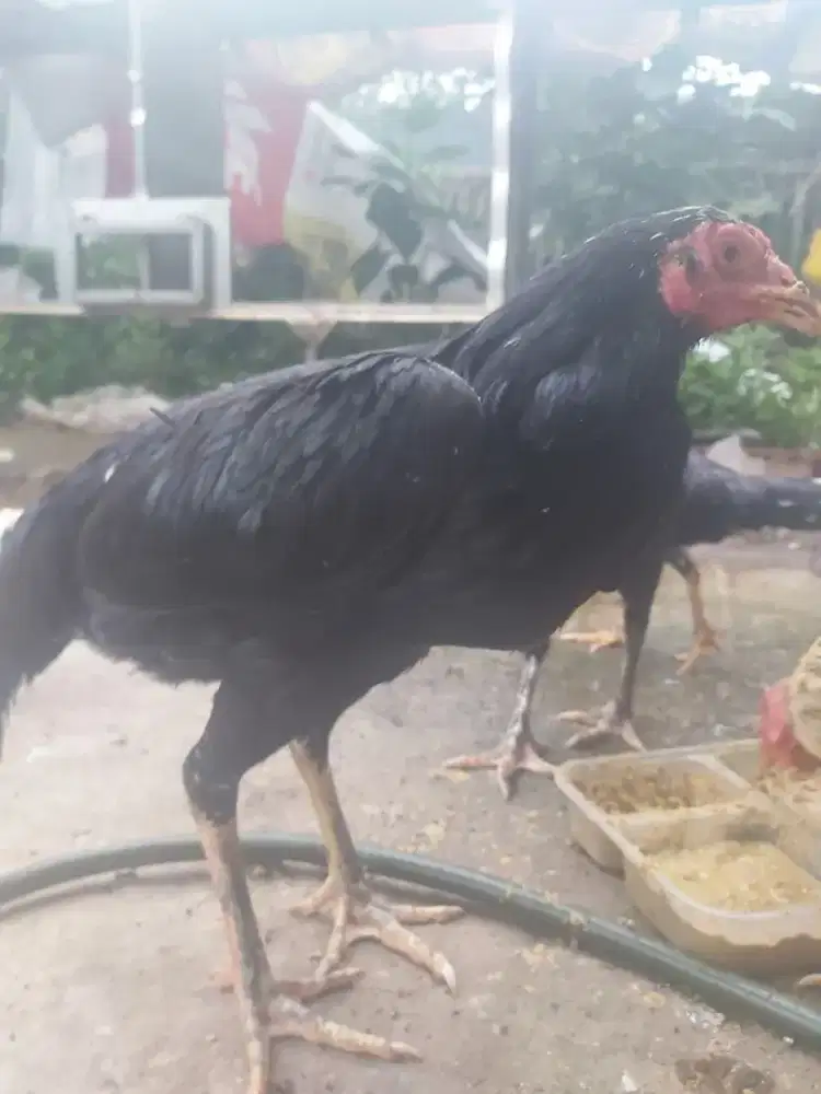 Ayam betina bangkok