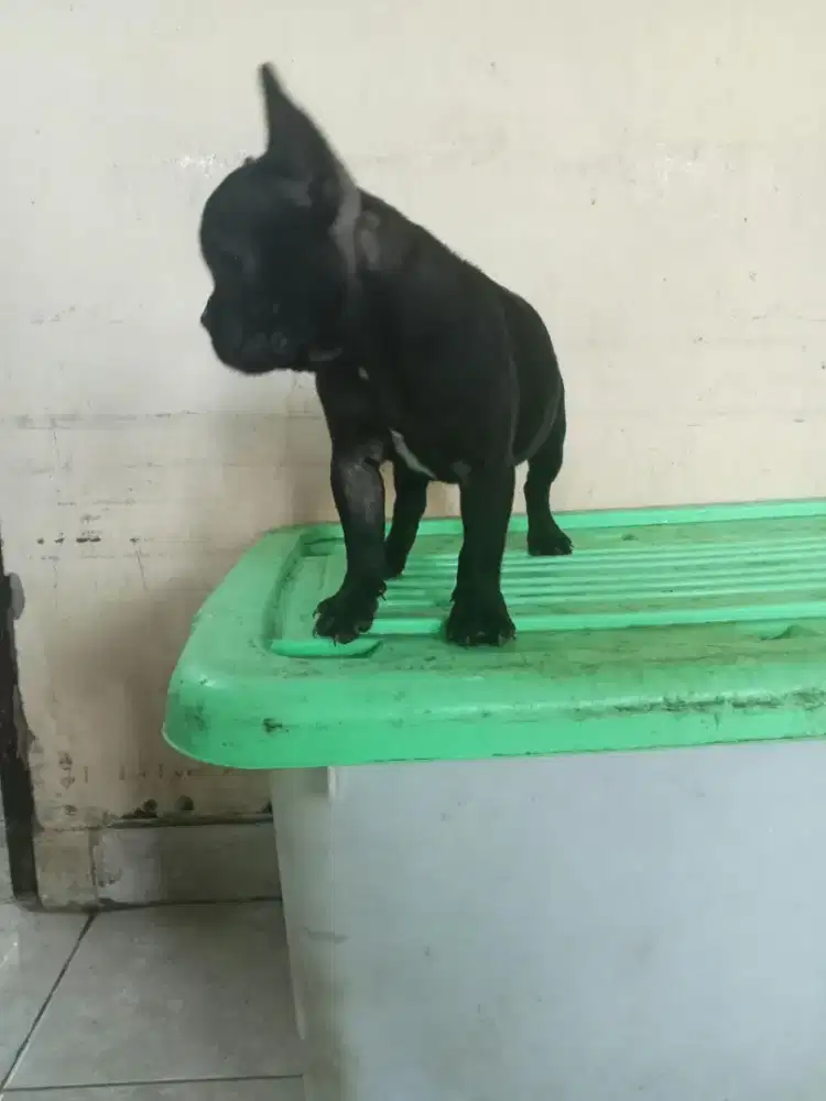 Dijual puppy French bulldog betina