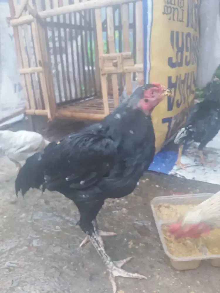 Ayam kampung betina