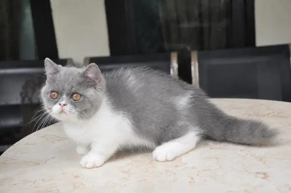 Bsh munchkin betina bico blue