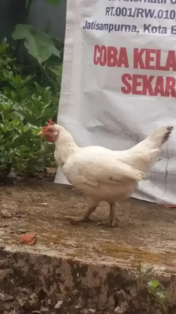 Ayam kate warna putih
