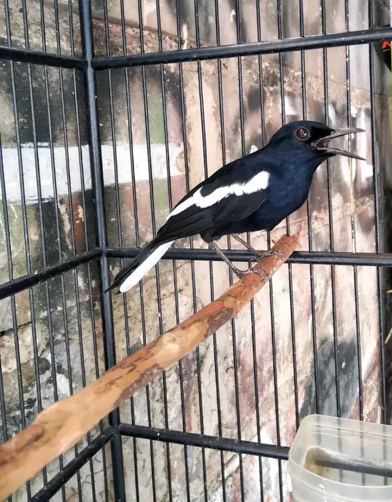 Kacer Dada hitam big size mulus ,sedang dokor sedikit .,jual burung aj
