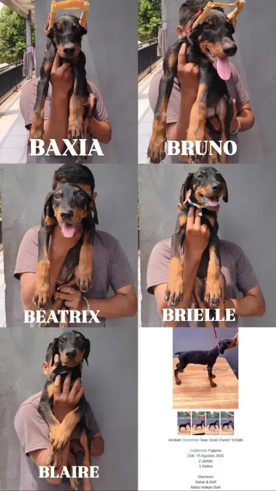 Puppy Dobermann