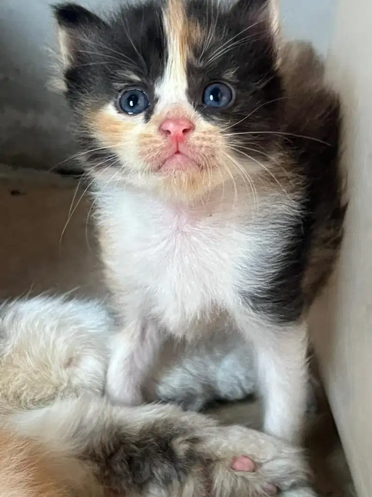Kucing persia kitten mix