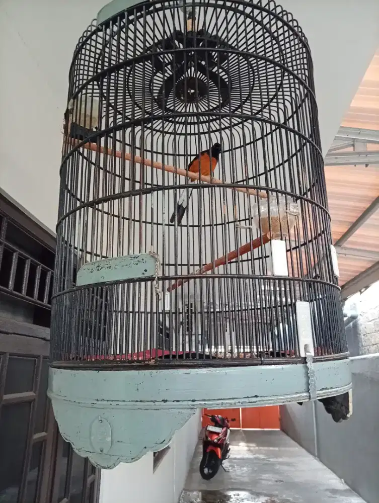 Murai batu jantan