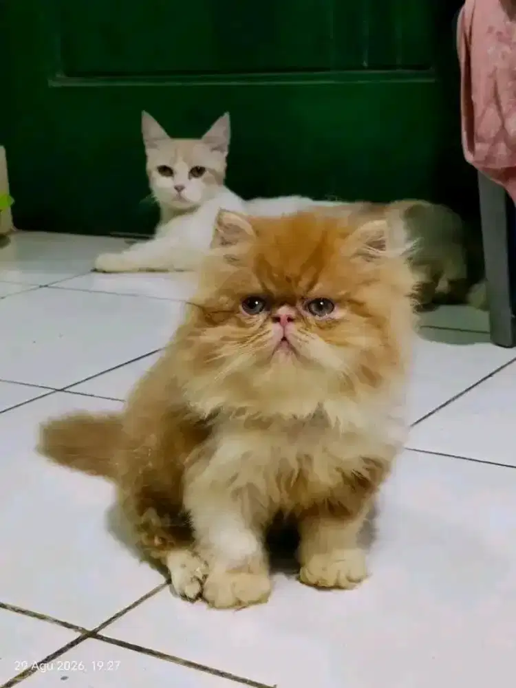 Kitten peaknose