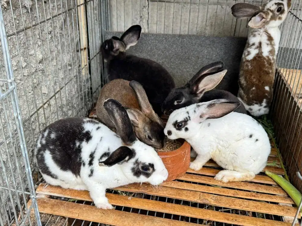Kelinci Rex umur 2 bulan