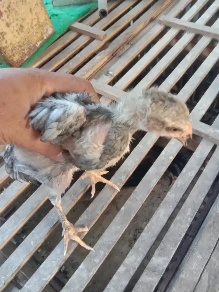 Anak ayam pakhoi