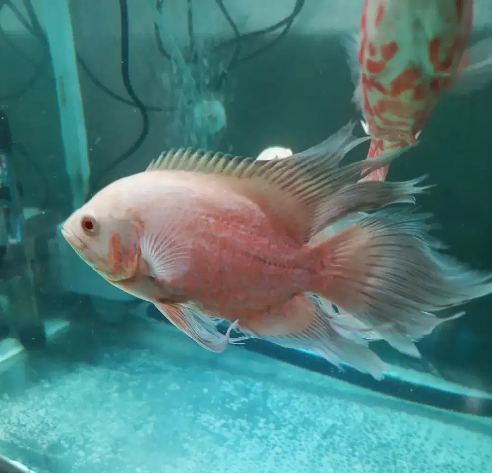 Ikan oscar Paris slayer
