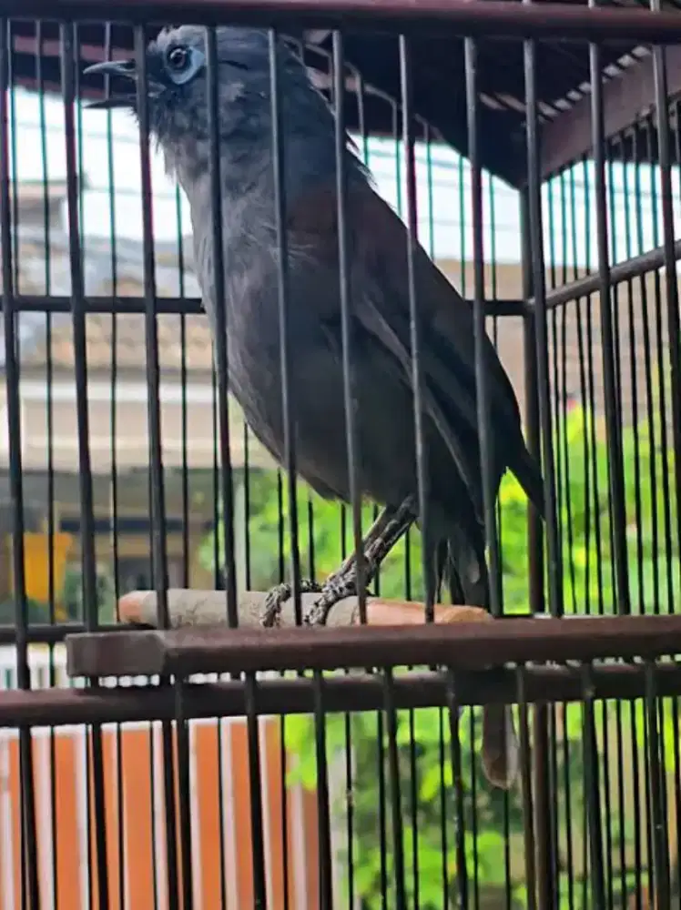 Burung Poksay Mantel