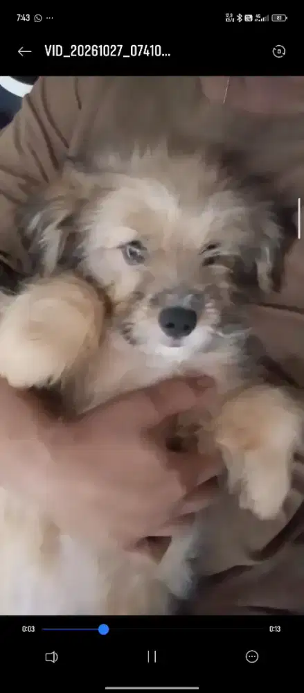 Anjing Mix pom shihtzu poodle puppy