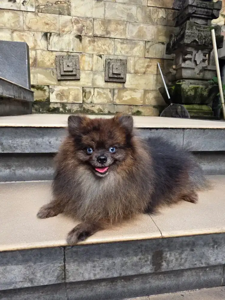 Superminipom pomeranian anjing puppy kecil pom