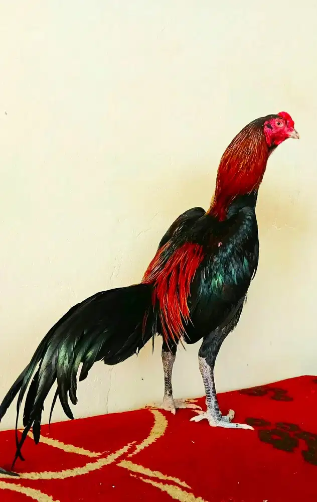 Ayam Bk phakoy silangan mangon pukul bom