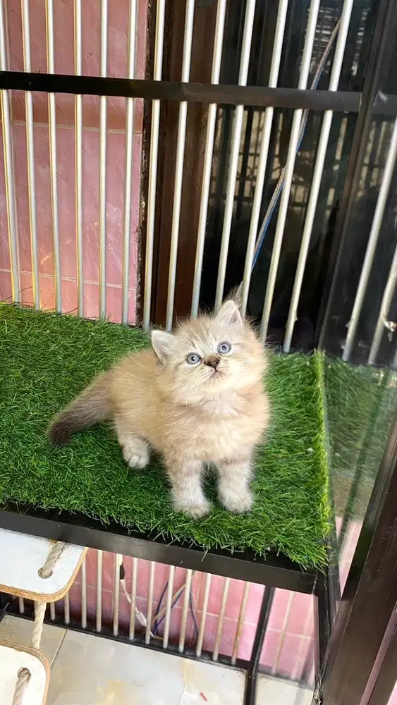 himalaya chinamoon