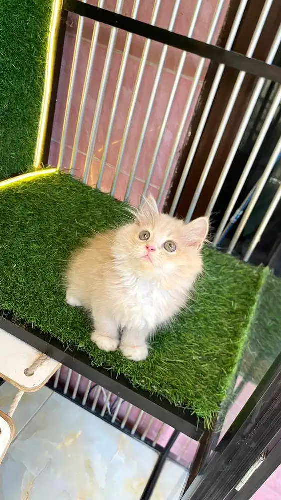 kitten kelamin jantan