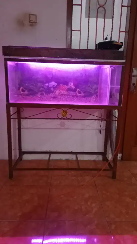 Aquarium Estetik
