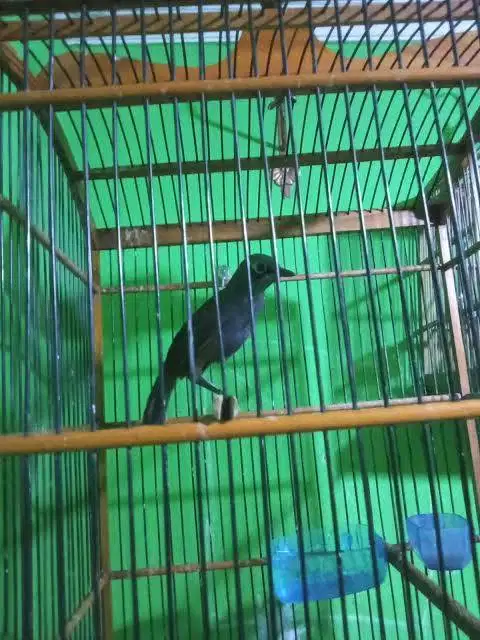 Burung Poksay Mantel