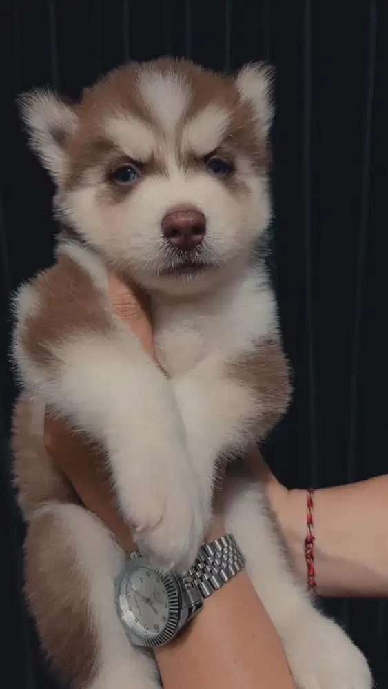 Puppy husky cantik cakep