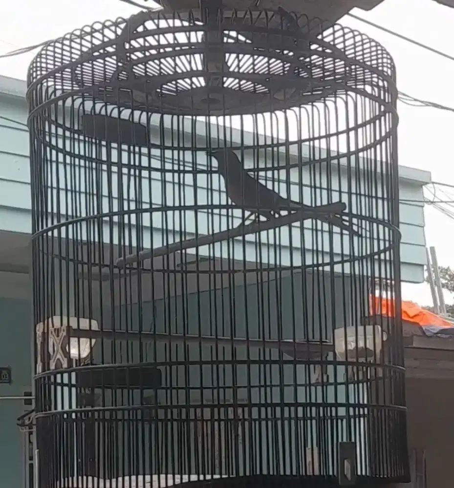 Muray Batu Muda Utan