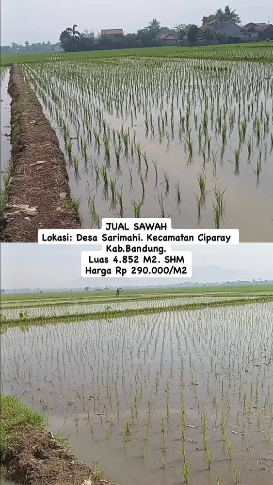 Jual Sawah Murah